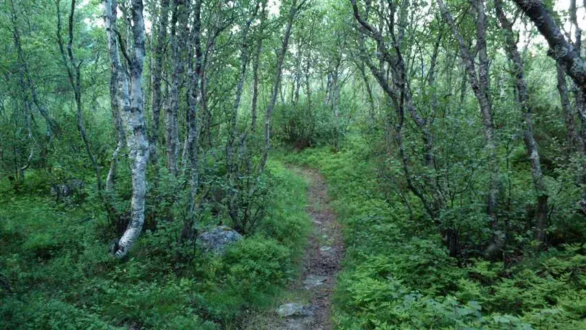 the bush trail.webp