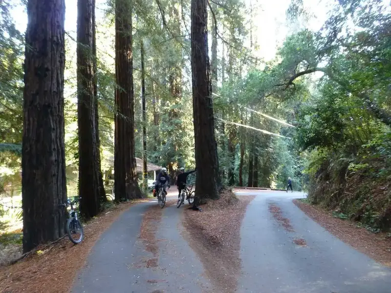 Redwood in the middle.webp