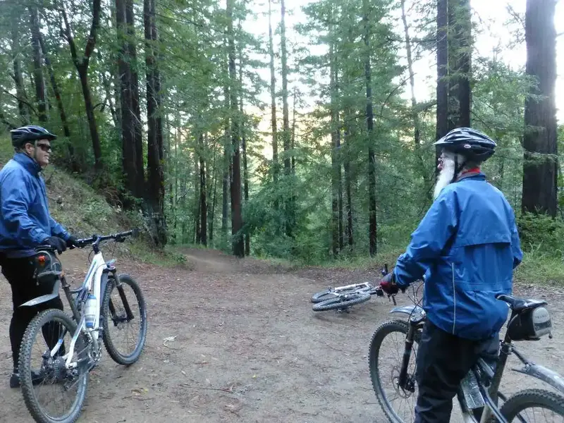 Deep in the Redwood.webp