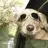nodding dog